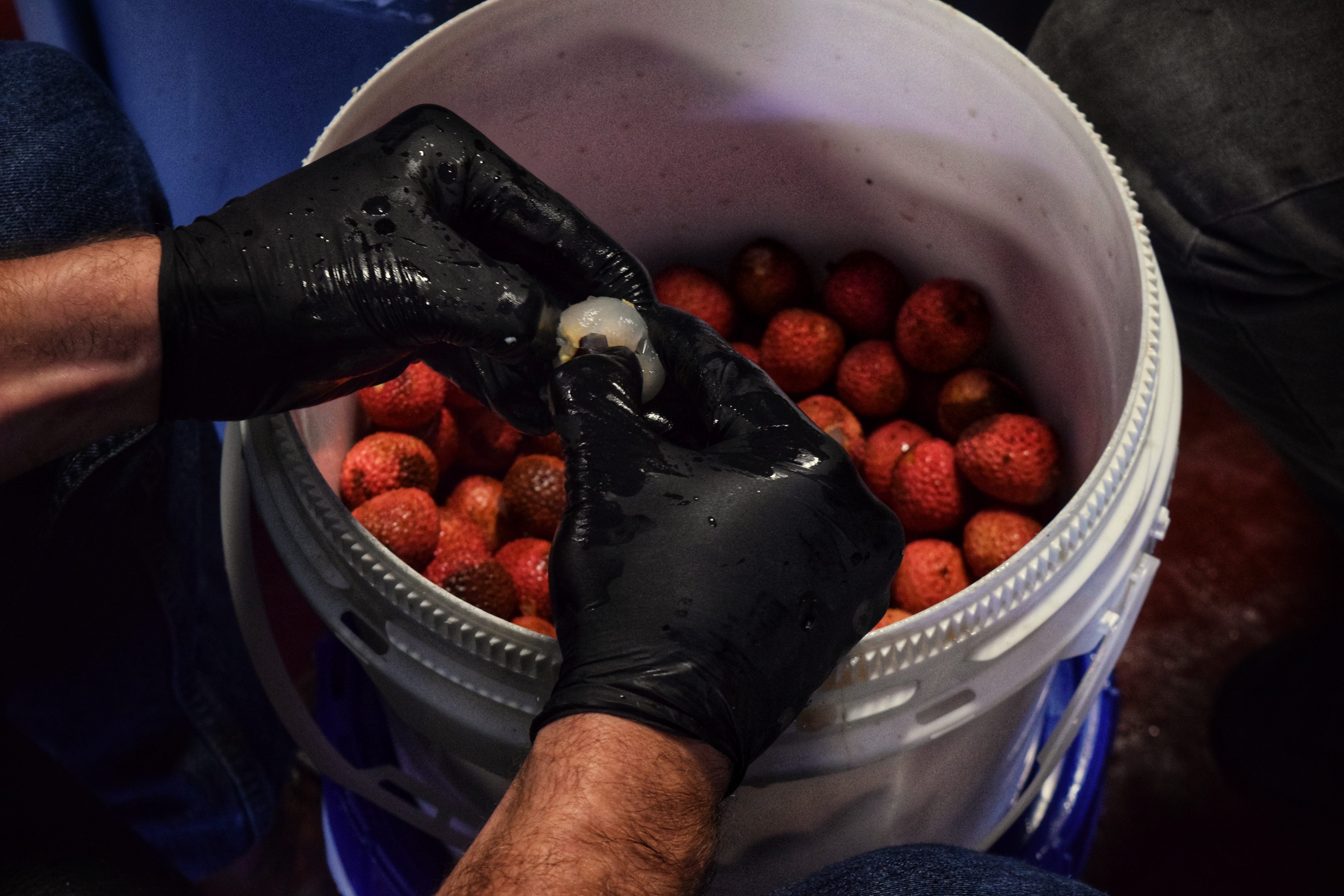 Motorworks Brewing presents Peeling the Lychee by hand for Bizarre Gardening Accident of Prickly Pear & Lychee