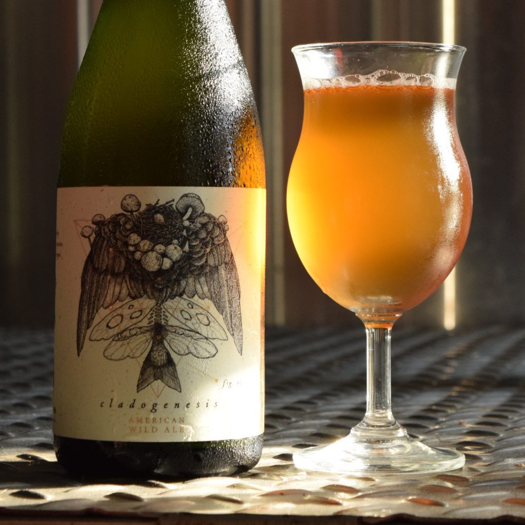 Motorworks Brewing Cladogensis Saison in bottle with tulip glass